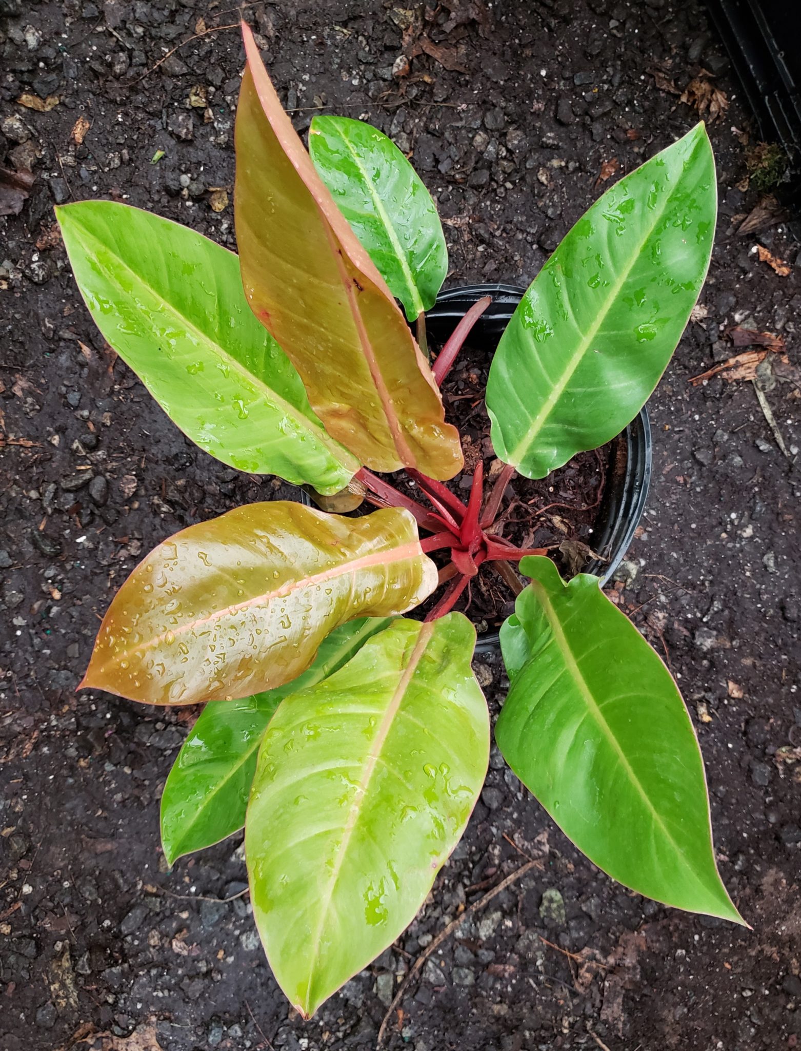 Philodendron ‘Prince of Orange’ (10″) ExtraPlants